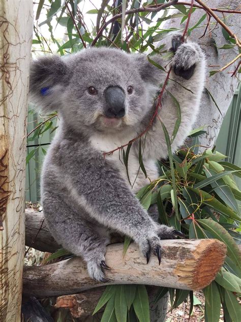 Pin On Koala
