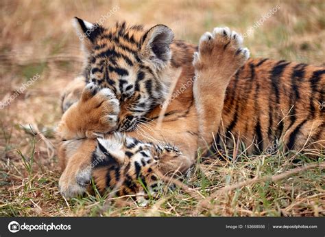 Cute Little Tiger Cubs Cute Little Tiger Cubs Playing In The Grass