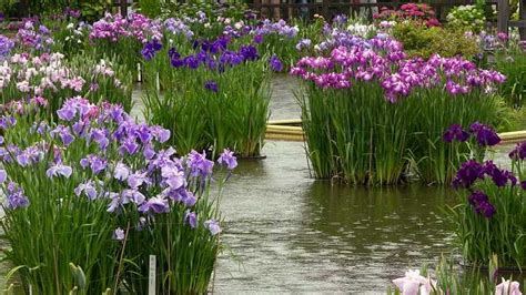 Shoubu Show This Japanese Iris Garden Though Far From Being The