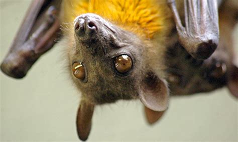 After Mating Female Bats From Temperate Zones Such As The Straw