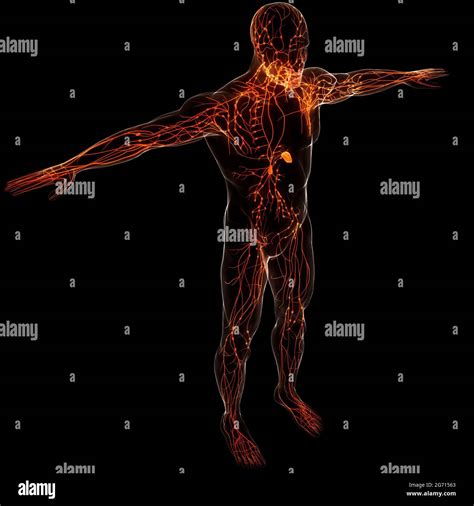 Système Interne Humain Ganglions Lymphatiques Anatomie Photo Stock Alamy