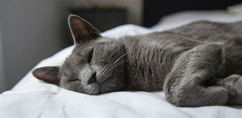This includes breathing than can clearly be heard. Why is my cat grunting while breathing? | Healthcare for Pets
