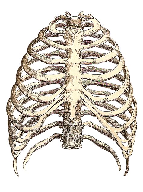Human Anatomy Ribs Pictures Rib Cage Front Anatomy Study Anatomy The Free Science Images