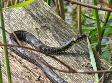 The Top 5 Snakes Youll Find In Your Backyard