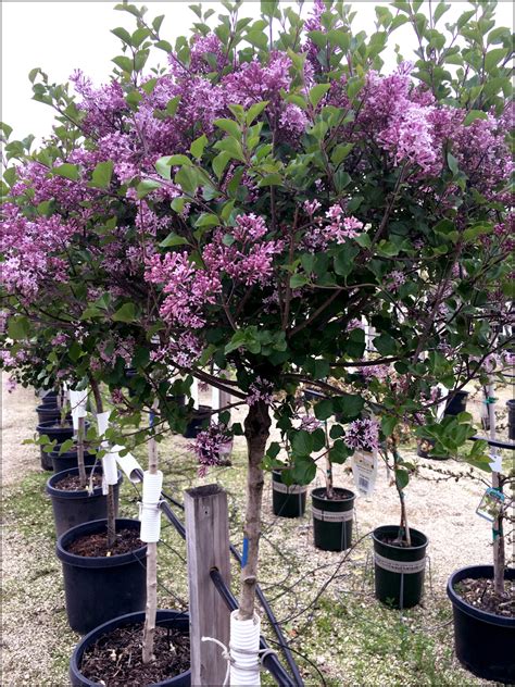 Lilac Tree Trees Today Nursery