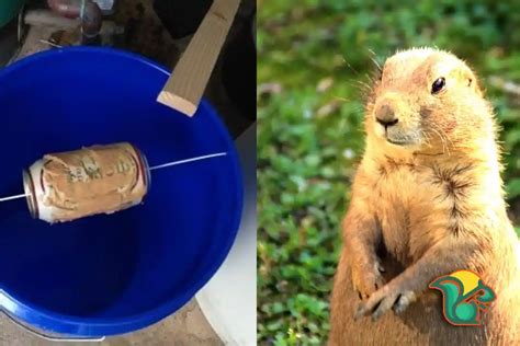 How to Kill a Groundhog with Antifreeze? [Details Answer]