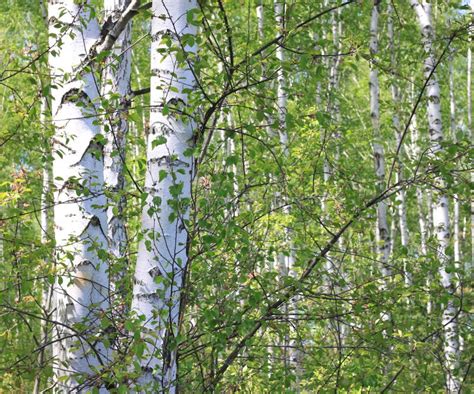 Beautiful Young Birch Trees With Green Leaves Stock Photo Image Of