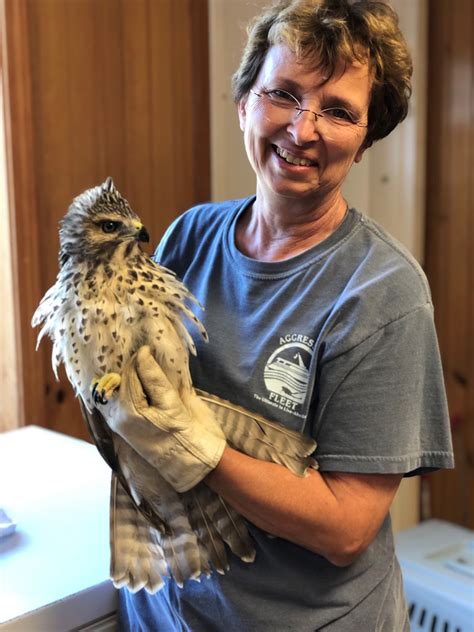 Raptor Rehab Qanda Columbia Audubon Society