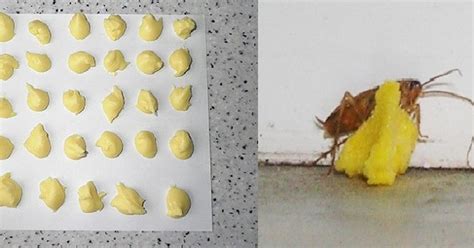 Call now for more information. How to Get Rid of Cockroaches Forever? Try This Recipe!