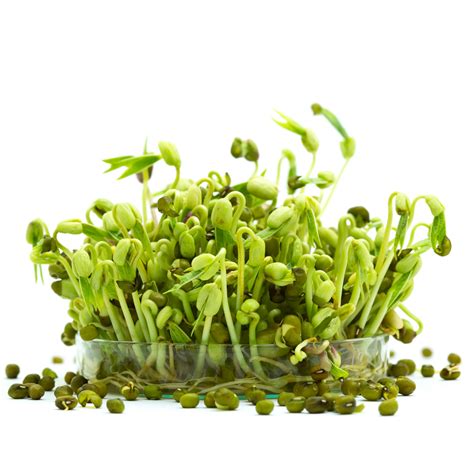 A guide to how GMO’s and bioengineered foods get labeled – HudsonAlpha