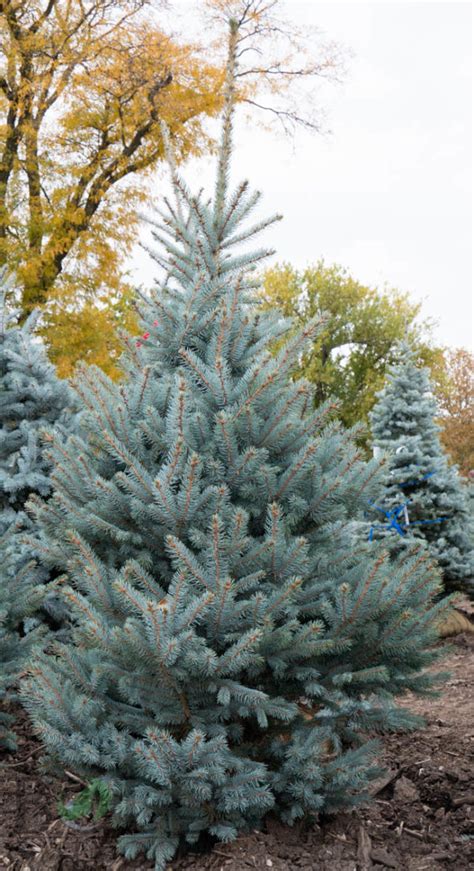 Fat Albert Blue Spruce Bold Outdoors Drainage Olathe Ks Gardner Ks
