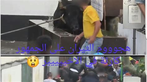 مصارعة الثيران أقوى تحدي البشر للثيران،ثور هائج يقفز على الجمهور في الاخييييير شاهد بنفسك 😲