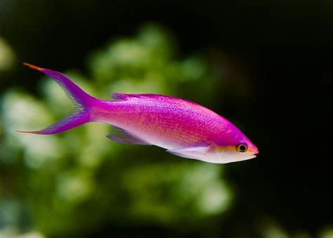 Pin on Aquarium Fish