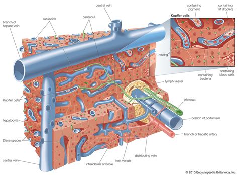 Hepatocyte Anatomy Britannica