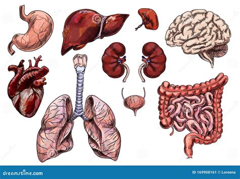 Conjunto De órganos Humanos Dibujo A Mano Ilustración Del Vector