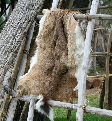 Free Images Tree Wood Leather Wildlife Zoo Fur Coat Natural
