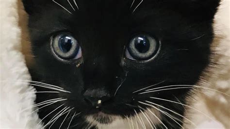 Kitten Rescued From Under Car Bonnet After 30 Mile Journey