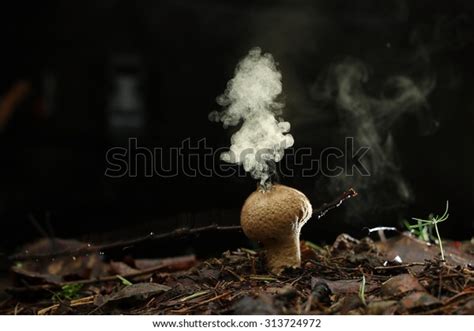 Puffball Fungus Spores Reproduction Smoke Mushroom Stock Photo