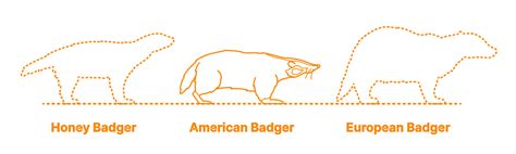 American Badger Taxidea Taxus Dimensions And Drawings