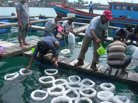 Harga ikan kerapu lumpur per kilogramnya juga masih terjangkau. KIAT-KIAT SUKSES MEMBESARKAN IKAN KERAPU DI KERAMBA JARING ...