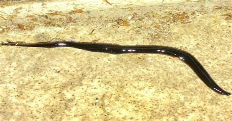Skinny Black Worms Captions Trend