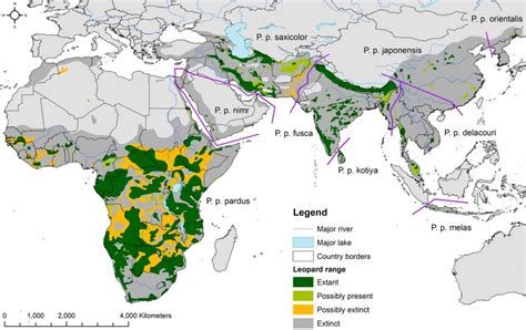 Distribution Of The Big Cats