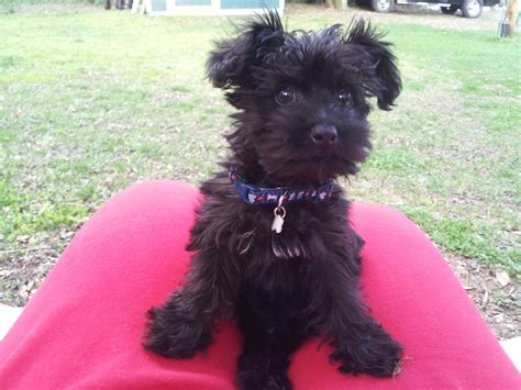 Black Yorkie Poo Puppies