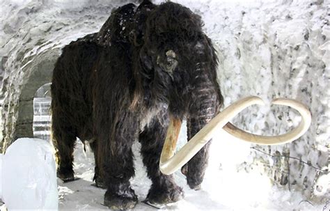 Initial Stage Reached On Dream Of Cloning Woolly Mammoth Ancient Origins