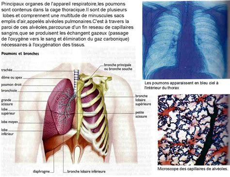 Votre Santé Poumons Bronches Bronchioles Poumon Bronchiolite