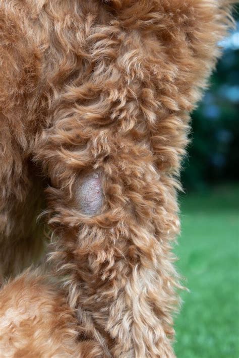 6 Tips To Help With Your Dogs Dry Skin West Loop Veterinary Care