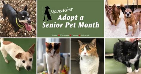 November Is Adopt A Senior Pet Month And We Have Many Charming Seniors