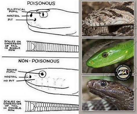 How To Tell If A Snake Is Venomous Vs Non Venomous Photos Science Images