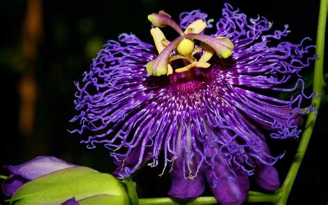Passion Flower Hd Wallpapers