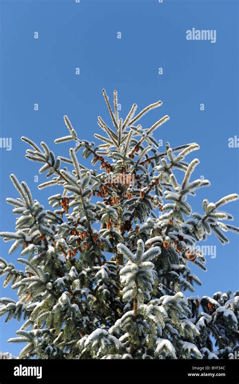 Fir Tree Covered In Hoar Frost Stock Photo Alamy