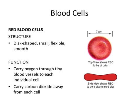 Red Blood Cells And Its Functions
