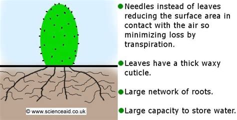 Wait to see how the cactus responds to its new shadier location. Adaptation - ScienceAid