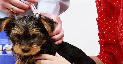Your Easy Guide To Puppy Shots - Care.com