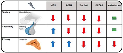 Ijms Free Full Text A Closer Look At Opioid Induced Adrenal