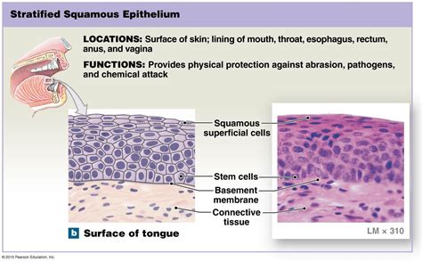 Stratified Squamous Epithelium Anatomy And Physiology Textbook