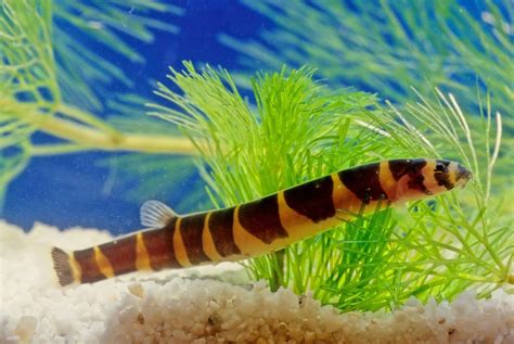10 Great Tank Mates For Kuhli Loach Compatibility Guide 2023 Hepper