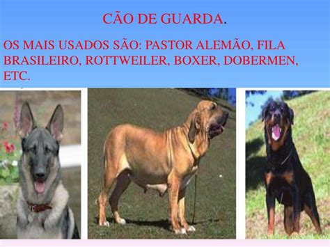 Especialidade De Cães Respondida