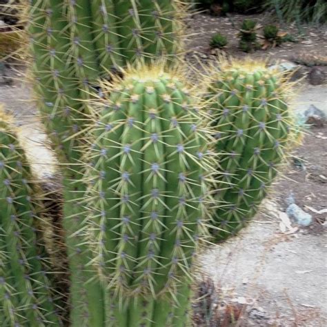 Center for educational research at stanford (ceras). Stanford cactus garden | Cactus garden, Cactus, Flower garden