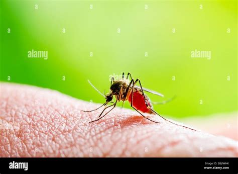 Dangerous Zika Infected Mosquito Bite On Green Background