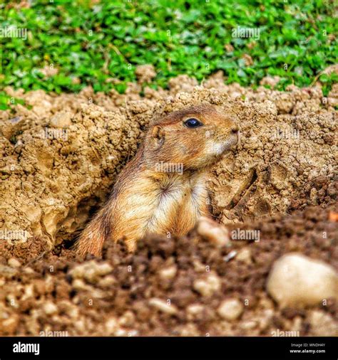 Prairie Dog Burrow Hi Res Stock Photography And Images Alamy