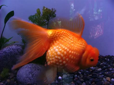 Pregnant Goldfish Care How To Tell If A Goldfish Is Pregnant