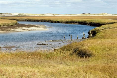 Salt Marsh Facts What Are Salt Marshes Dk Find Out