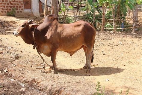 Sahiwal Cattle Facts Uses And Characteristics With Pictures Pet Keen