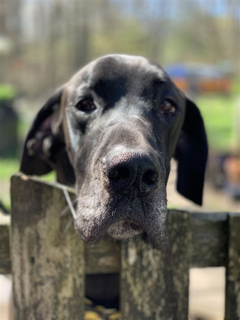 Complete with slobber string stuck to the fence : greatdanes