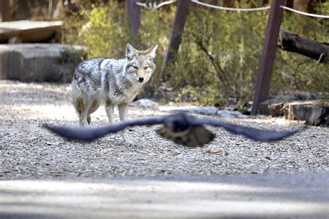 Wildlife Is Reclaiming Yosemite National Park The Daily World