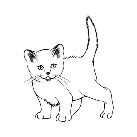Cat Outline Drawing